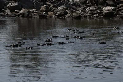 DSC_3475 (Large).JPG